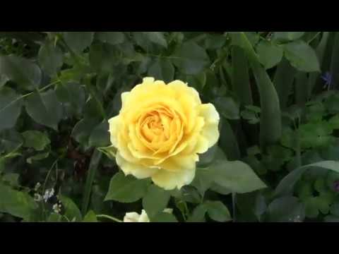 Видео: Сад. Окончание первой волны цветения роз. 02.07.19