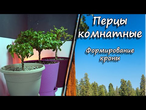 Видео: Перец комнатный. Обрезка, формирование кроны.