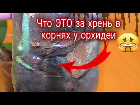 Видео: ПЛЕСЕНЬ! Если ЭТО выскочило у ОРХИДЕИ в горшке ЧТО ДЕЛАТЬ 🤷‍♀️