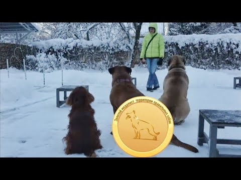 Видео: Догтренинг 703. От кучи собак к счастливой стае
