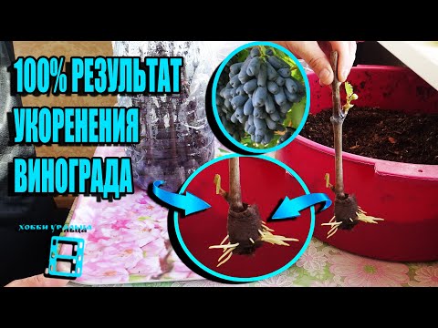 Видео: НАДЕЖНЫЙ СПОСОБ УКОРЕНЕНИЯ ЧЕРЕНКОВ ВИНОГРАДА РЕДКИХ И ЦЕННЫХ СОРТОВ. СЕВЕРНЫЙ ВИНОГРАДНИК 22-8