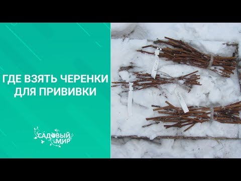 Видео: Где взять черенки для прививки