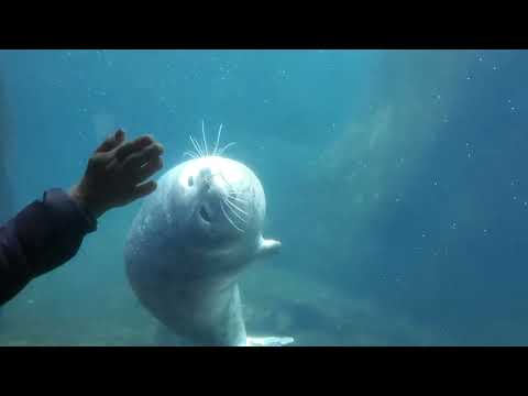 Видео: АЛЯСКА г.СЬЮАРД. По городу. Океанариум. Alaska SeaLife Center.  ( часть 3)