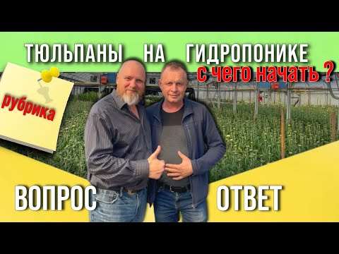 Видео: Выгонка тюльпанов на гидропонике. С чего начинать? Что нужно знать?