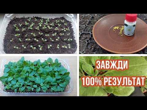 Видео: Дотримайтесь цих правил і петунія зійде "щіткою"