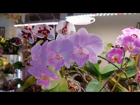 Видео: Орхидеи августа. Цветоносов полно. Орхидея пять лет без цветов. #plants #orchid #орхидеи #цветы