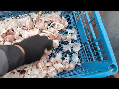 Видео: НОВЫЙ ПРОЕКТ ПОД КОДОВЫМ НАЗВАНИЕМ $$$ ИЛИ ПАН ИЛИ ПРОПАЛ $$$ !!!Обзор лущильного агрегата ДЛЯ ЧЕ...