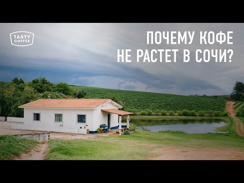 Видео: Где растет кофе? / Что такое кофейный пояс?