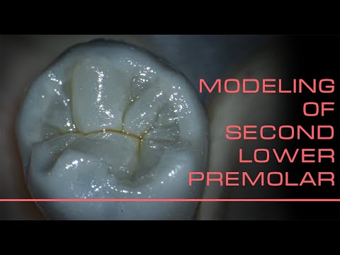 Видео: Моделирование 2 й нижний премоляр / modeling of second lower premolar