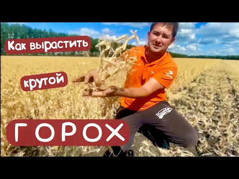 Видео: ГОРОХ - наша технология  🌱