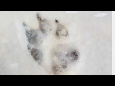 Видео: Следы животных и людей. Лекция Михаила Ярина