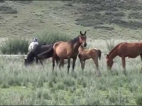 Видео: Текес ауданы