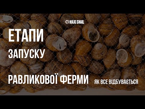 Видео: Як будується равликова ферма. Етапи запуску MAXISNAIL