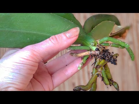 Видео: ДО ЙОДА орхидеи БЕЗ КОРНЕЙ! ПОСЛЕ орхидеи ПОКРЫЛИСЬ корнями! КОРНИ орхидеи БАЛУЙ ЙОДОМ! ЕДА орхидей!