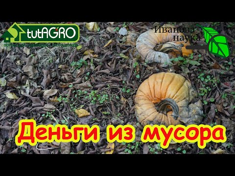Видео: КУХОННЫЙ МЕТОД СНОВА ПОПУЛЯРЕН: обычный мусор превращаем в удобрение.