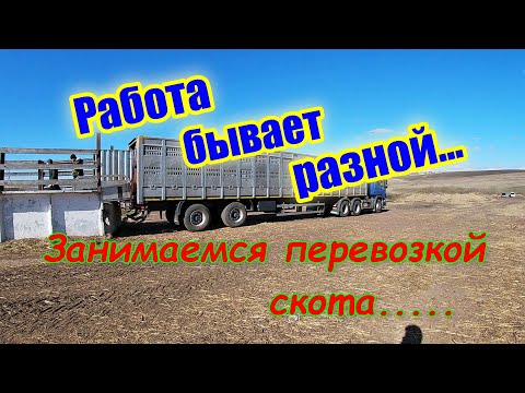 Видео: Работа бывает разной.Занимаемся перевозкой скота.