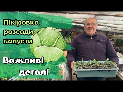 Видео: Пікіровка розсади капусти. Важливі деталі!