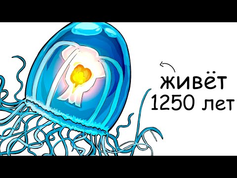 Видео: Ты – Бессмертная медуза (И ЭТО ВСЯ ТВОЯ ЖИЗНЬ)