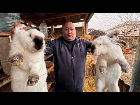 Видео: Нежный и сочный кролик – самый вкусный рецепт! Идея для идеального ужина!