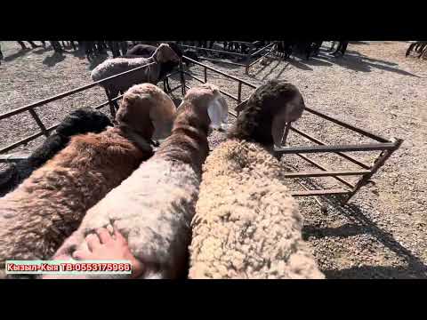 Видео: КОЙ БАЗАР ЗОР БОЛДУ !!! Караван базары 4-Октябрь
