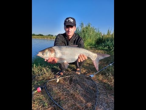 Видео: Рыбалка на Зеркале, вафля рулит, поймали толстолоба!!!