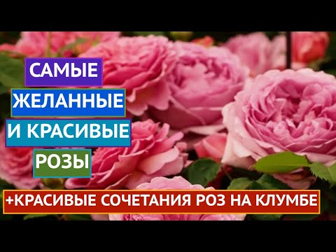 Видео: ОБ ЭТИХ РОЗАХ МЕЧТАЮТ ВСЕ! РАССКАЗЫВАЮ О САМЫХ РОСКОШНЫХ РОЗАХ В ВАШ САД!