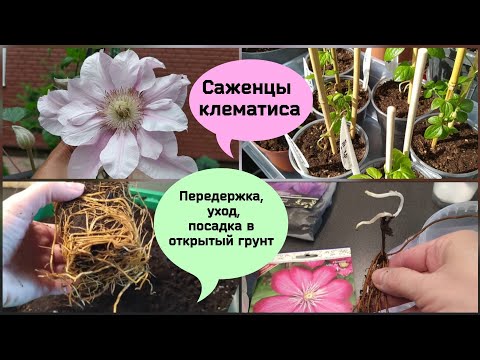 Видео: Саженцы клематисов.Передержка, уход, посадка в открытый грунт.