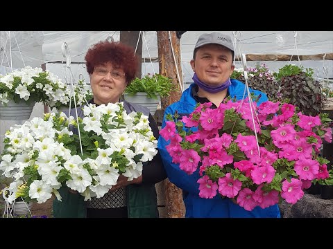 Видео: Ампельная петуния будет самой пышной! Всё, что с ней нужно сделать.