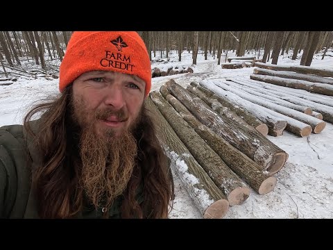 Видео: Лесозаготовка с помощью лошадей. От дерева до лесопосадки, а между ними — красный дуб. #63