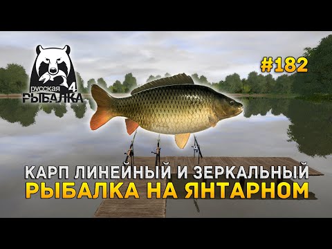 Видео: Карп Линейный и Зеркальный. Рыбалка на Янтарном - Русская Рыбалка 4 #182