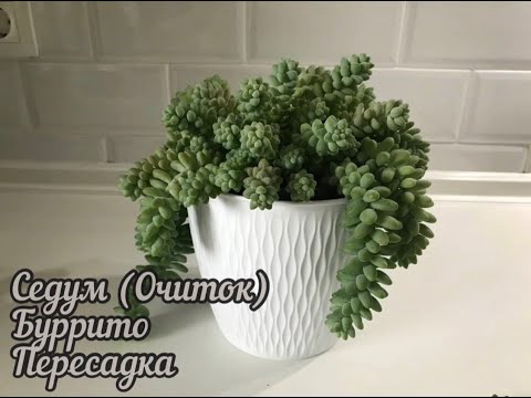 Видео: Седум (Очиток) Буррито. Пересадка, укоренение.