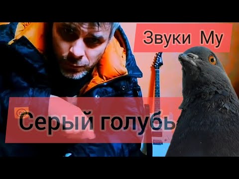 Видео: Звуки Му(П. Мамонов) - Серый Голубь(кавер)