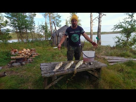 Видео: ЩУКА ПОПЁРЛА. ОКУНЬ РВЁТ ЛЕСКУ. РЫБАЛКА НА ЖЕРЛИЦЫ НА ЛЕСНОМ ОЗЕРЕ. РЫБАЛКА НА КРУЖКИ. ИЗБА ДЕДА