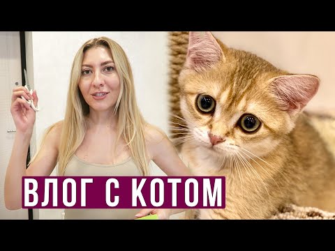 Видео: Домашний ВЛОГ - Почему Персей НЕ ХОЧЕТ ИГРАТЬ? Чем кормим? Готовим КРЕВЕТКИ, Юбилей Марины