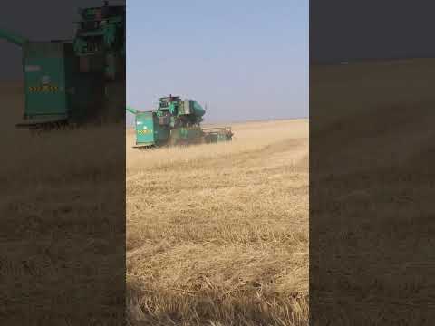 Видео: 1400кг с 1 га. В этои году так🙁