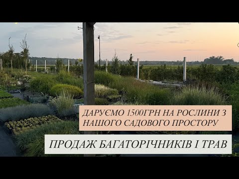 Видео: РОЗПРОДАЖ БАГАТОРІЧНИКІВ ОСІНЬ 2025 | ДЕКОРАТИВНІ ТРАВИ | ДАРУЄМО 1500 НА РОСЛИНИ З НАШОГО САДУ 🌿