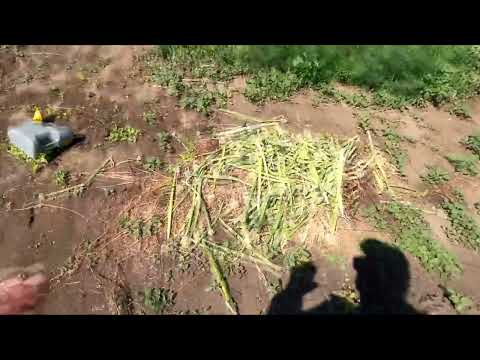 Видео: С праздником Троицы!  Купил окучник на мотоблок, саженцы, прополка.