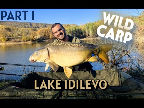 Видео: Язовир Идилево , риболов на шаран #carpfishing #fishing #риболов #fish #wildlife