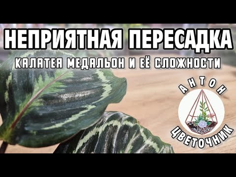 Видео: Неприятная пересадка: калатея медальон и её сложности