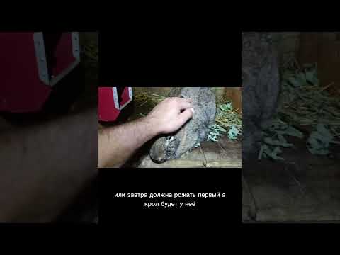 Видео: 4 сентября 2025 г.
