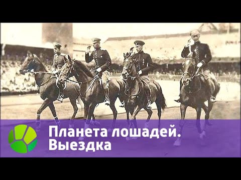 Видео: Планета лошадей. Выездка | Живая Планета