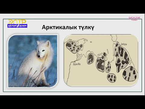 Видео: 9-класс | Биология |   Популяция