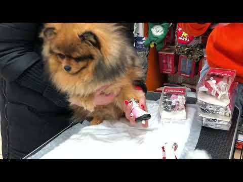 Видео: Шпиц покупает себе обувь
