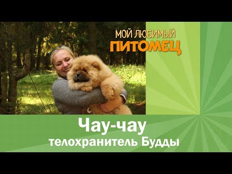 Видео: Чау-чау. Телохранитель Будды