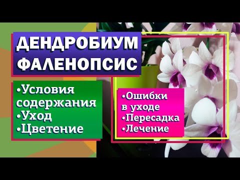 Видео: Дендробиум фаленопсис. Дендрофаленопсис. Все об уходе и цветении.