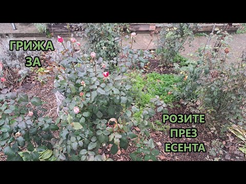 Видео: Да подрязваме ли розите през есента? Вкореняване на рози.