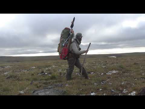 Видео: Сквозь Таймыр на мыс Челюскин. Часть 12.  Песца страшнее зверя нет.