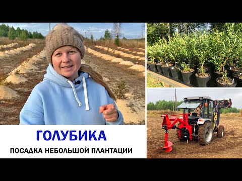 Видео: 7. ГОЛУБИКА, посадка мини плантации в Пермском крае