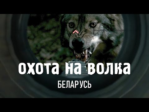 Видео: Волк оторвал голову корове. ОХОТА НА ВОЛКА В БЕЛАРУСИ ВО ВРЕМЯ ПАНДЕМИИ, ВЫБОРОВ И НЕСКОШЕННОЙ ТРАВЫ