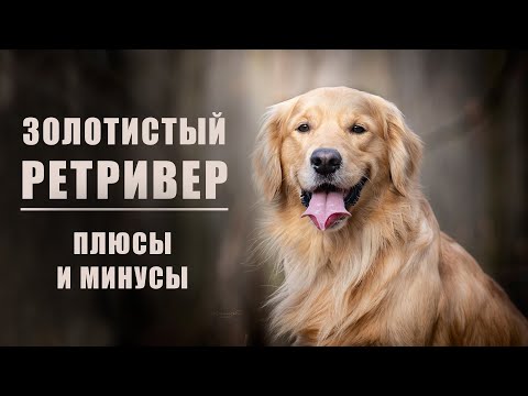 Видео: ЗОЛОТИСТЫЙ РЕТРИВЕР. Плюсы и минусы породы голден-ретривер | GOLDEN RETRIEVER